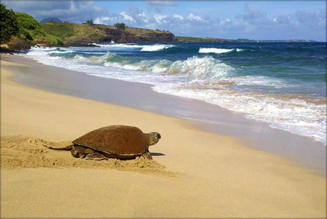 Kiahuna Paradise At Poipu Beach, Newly Remodeled 科洛阿 外观 照片